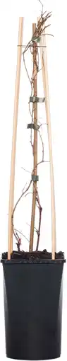 Intratuin Wilde wingerd (parthenocissus tricuspidata 'veitchii') d 16 h 75 cm aanbieding