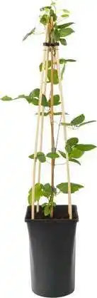 Intratuin Bosrank (clematis 'ville de lyon') d 16 h 75 cm aanbieding