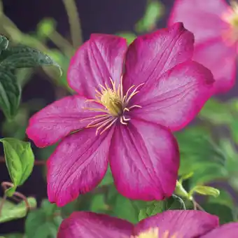 Intratuin Bosrank (clematis 'ville de lyon') d 23 h 210 cm aanbieding