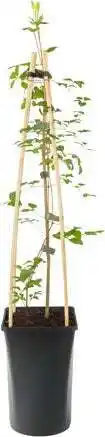 Intratuin Bosrank (clematis viticella 'rubra') d 16 h 75 cm aanbieding