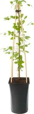 Intratuin Bosrank (clematis viticella 'purpurea plena elegans') d 16 h 75 cm aanbieding