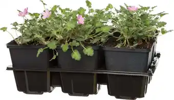 Intratuin Reigersbek (erodium variabile bishops form) aanbieding