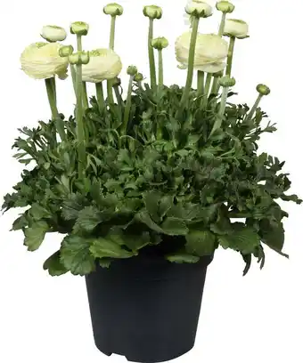 Intratuin Ranonkel (ranunculus asiaticus 'success') d 17 h 40 cm aanbieding