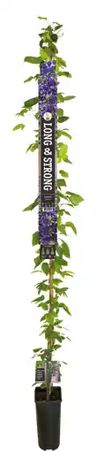 Intratuin Bosrank (clematis 'jackmanii') d 23 h 210 cm aanbieding