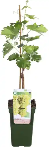 Intratuin Biologische pitloze witte druif (vitis vinifera 'lakemont') d 19 h 55 cm aanbieding