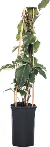 Intratuin Klimop (hedera 'gloire de marengo') d 16 h 75 cm aanbieding