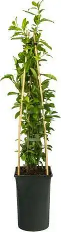 Intratuin Vuurdoorn (pyracantha 'golden charmer') d 16 h 75 cm aanbieding