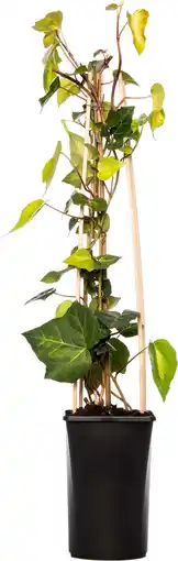 Intratuin Klimop (hedera colchica 'sulphur heart') d 16 h 75 cm aanbieding