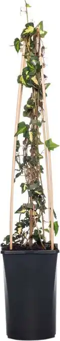 Intratuin Klimop (hedera helix 'goldheart') d 16 h 75 cm aanbieding