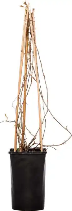 Intratuin Wilde wingerd (parthenocissus 'engelmannii') d 16 h 75 cm aanbieding