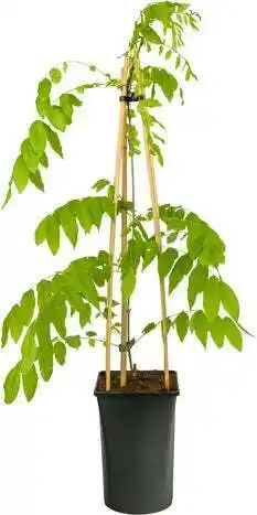 Intratuin Blauwe regen (wisteria floribunda 'alba') d 16 h 75 cm aanbieding
