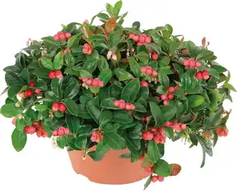 Intratuin Schaal met bergthee (gaultheria) d 23 h 20 cm aanbieding