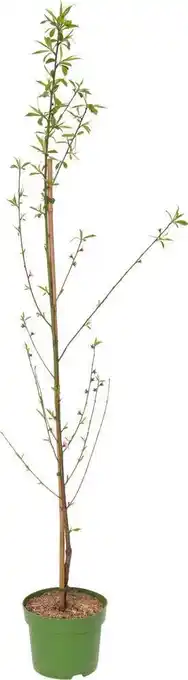 Intratuin Biologische perzik (prunus persica) d 26 h 150 cm aanbieding