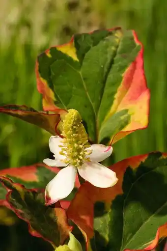 Intratuin Bonte houttuynia (houttuynia cordata 'chamaeleon') d 9 h 20 cm aanbieding
