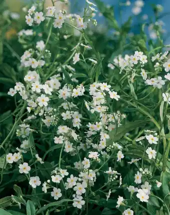 Intratuin Moeras vergeet-mij-niet (myosotis palustris 'alba') d 9 h 20 cm aanbieding