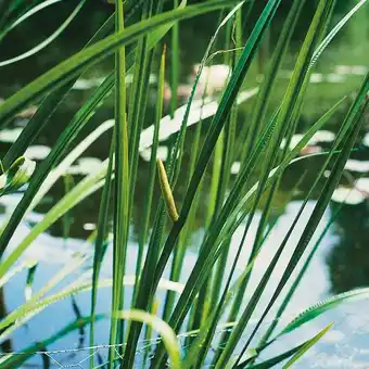 Intratuin Kalmoes (acorus calamus) aanbieding