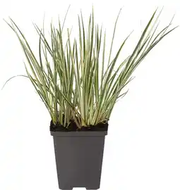 Intratuin Mini bonte kalmoes (acorus calamus gramineus) aanbieding