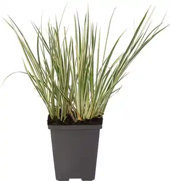 Intratuin Mini bonte kalmoes (acorus calamus gramineus) aanbieding