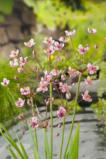 Intratuin Zwanebloem (butomus umbellatus) aanbieding