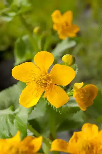Intratuin Dotterbloem (caltha palustris) aanbieding