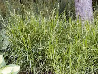 Intratuin Paraplu zegge (carex muskingumensis) aanbieding