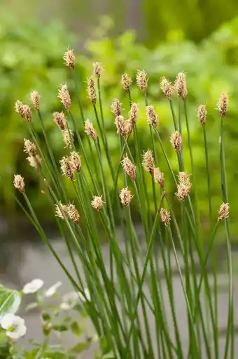 Intratuin Waterbies (eleocharis palustris) d 9 h 20 cm aanbieding