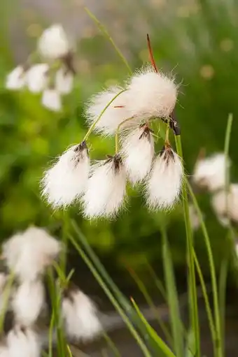 Intratuin Veenpluis (eriophorum angustifolium) d 9 h 20 cm aanbieding