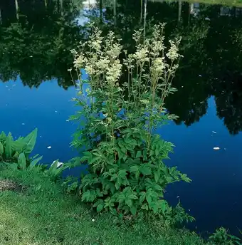 Intratuin Moerasspiraea (filipendula ulmaria) d 9 h 20 cm aanbieding