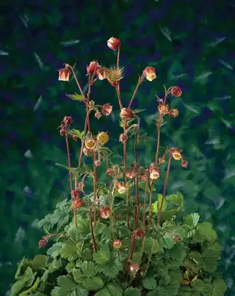 Intratuin Knikkend nagelkruid (geum rivale) d 9 h 20 cm aanbieding