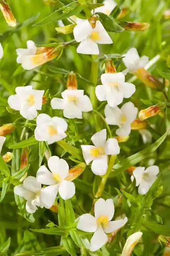 Intratuin Genadekruid (gratiola officinalis) d 9 h 20 cm aanbieding