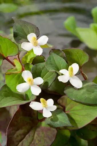 Intratuin Houttuynia (houttuynia cordata) d 9 h 20 cm aanbieding