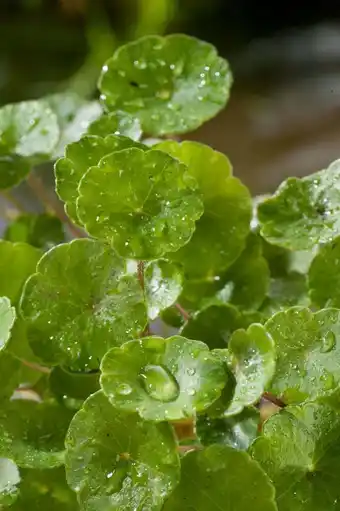 Intratuin Waternavel (hydrocotyle vulgaris) d 9 h 20 cm aanbieding