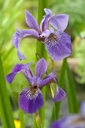 Intratuin Amerikaanse iris (iris versicolor) d 9 h 20 cm aanbieding