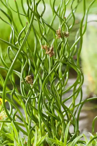 Intratuin Krul-pitrus (juncus effusus 'spiralis') d 9 h 30 cm aanbieding