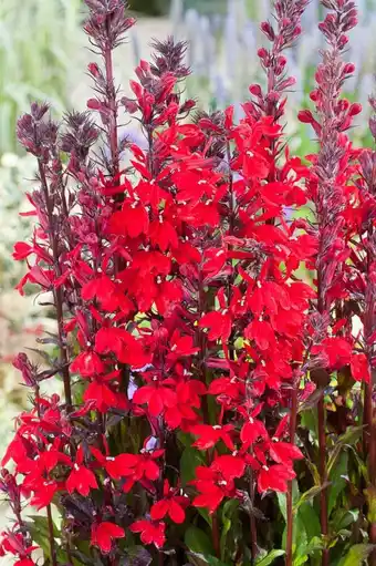 Intratuin Waterlobelia (lobelia cardinalis) d 9 h 20 cm aanbieding