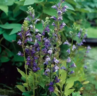 Intratuin Waterlobelia (lobelia siphilitica) d 9 h 20 cm aanbieding