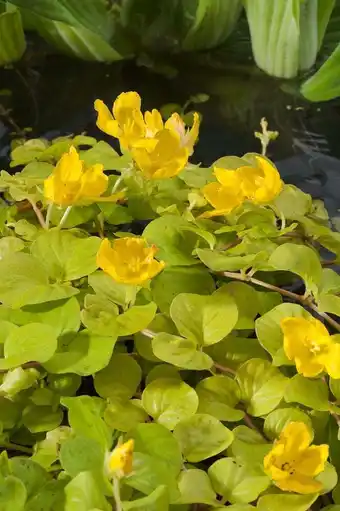 Intratuin Penningkruid (lysimachia nummularia 'aurea') d 9 h 20 cm aanbieding