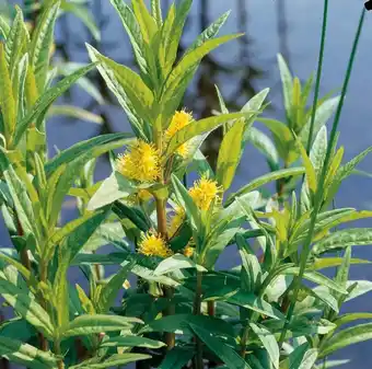 Intratuin Moeraswederik (lysimachia thyrsiflora) d 9 h 20 cm aanbieding