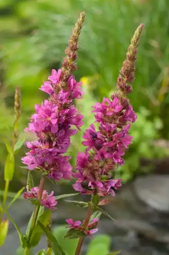Intratuin Kattenstaart (lythrum salicaria) d 9 h 20 cm aanbieding