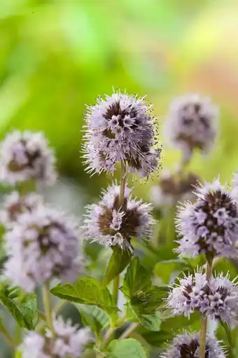 Intratuin Watermunt (mentha aquatica) d 9 h 20 cm aanbieding