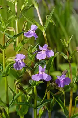 Intratuin Maskerbloem (mimulus ringens) d 9 h 20 cm aanbieding