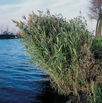 Intratuin Riet (phragmites australis) d 9 h 20 cm aanbieding