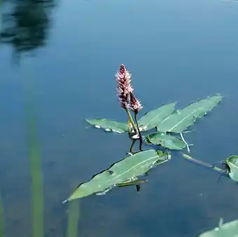 Intratuin Veenwortel (polygonum amphibium) d 9 h 20 cm aanbieding