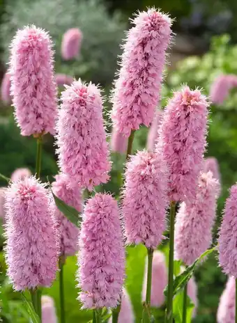 Intratuin Adderwortel (polygonum bistorta) d 9 h 20 cm aanbieding