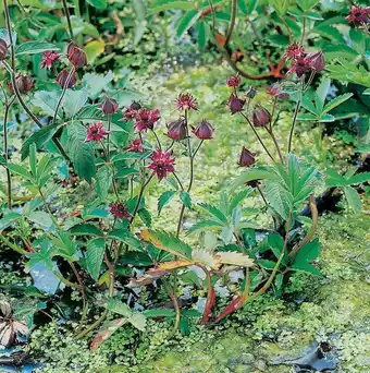 Intratuin Wateraardbei (potentilla palustris) d 9 h 20 cm aanbieding