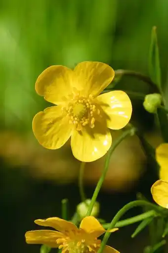 Intratuin Egelboterbloem (ranunculus flammula) d 9 h 20 cm aanbieding