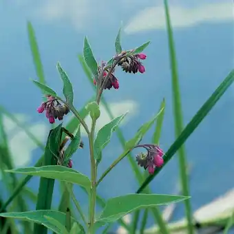 Intratuin Smeerwortel (symphytum officinale) d 9 h 20 cm aanbieding