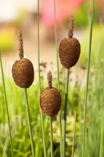 Intratuin Dwerglisdodde (typha minima) d 9 h 20 cm aanbieding