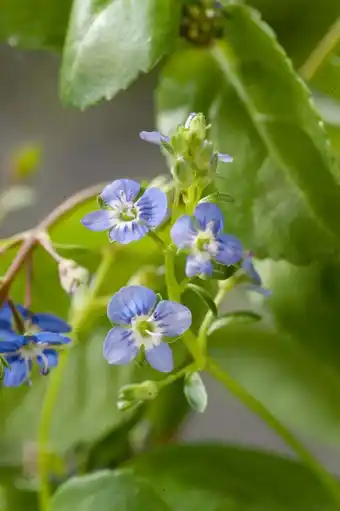 Intratuin Beekpunge (veronica beccabunga) d 9 h 20 cm aanbieding