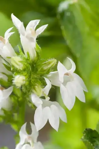 Intratuin Waterlobelia (lobelia siphilitica 'alba') d 9 h 20 cm aanbieding